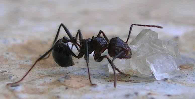 Ant eating sugar